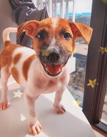 Waffle - Mixed Breed Dog