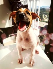 Waffle - Mixed Breed Dog