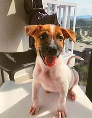 Waffle - Mixed Breed Dog