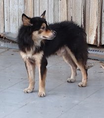 Storm - Mixed Breed Dog