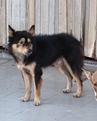 Storm - Mixed Breed Dog