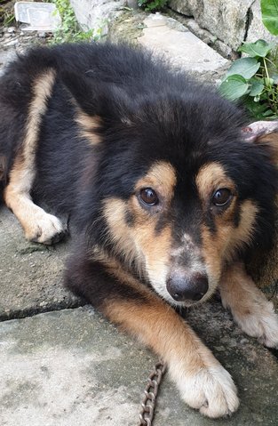 Storm - Mixed Breed Dog