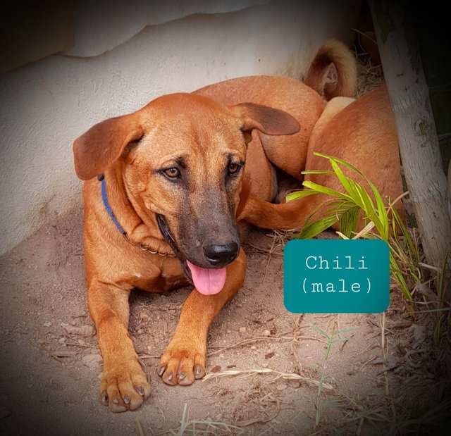 Chili - Mixed Breed Dog