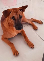 Chili - Mixed Breed Dog