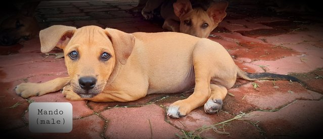 Mando - Mixed Breed Dog