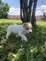 Soba - Mixed Breed Dog