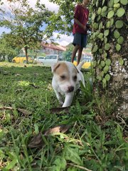 Soba - Mixed Breed Dog