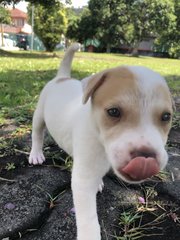 Soba - Mixed Breed Dog