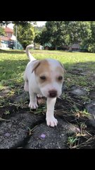 Soba - Mixed Breed Dog