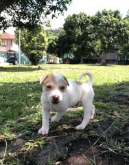 Soba - Mixed Breed Dog