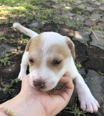 Soba - Mixed Breed Dog