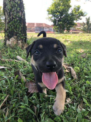 Tiffy - Mixed Breed Dog