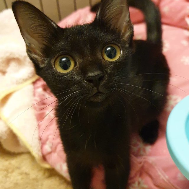 Baby Raisin - Bombay Cat