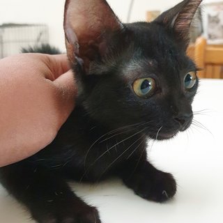 Baby Raisin - Bombay Cat