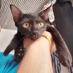 Baby Raisin - Bombay Cat