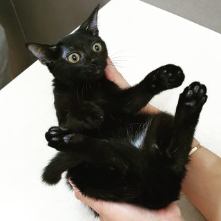 Baby Raisin - Bombay Cat