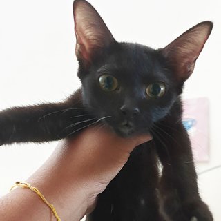 Baby Raisin - Bombay Cat