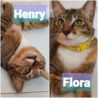 Henry &amp; Flora - Domestic Short Hair Cat