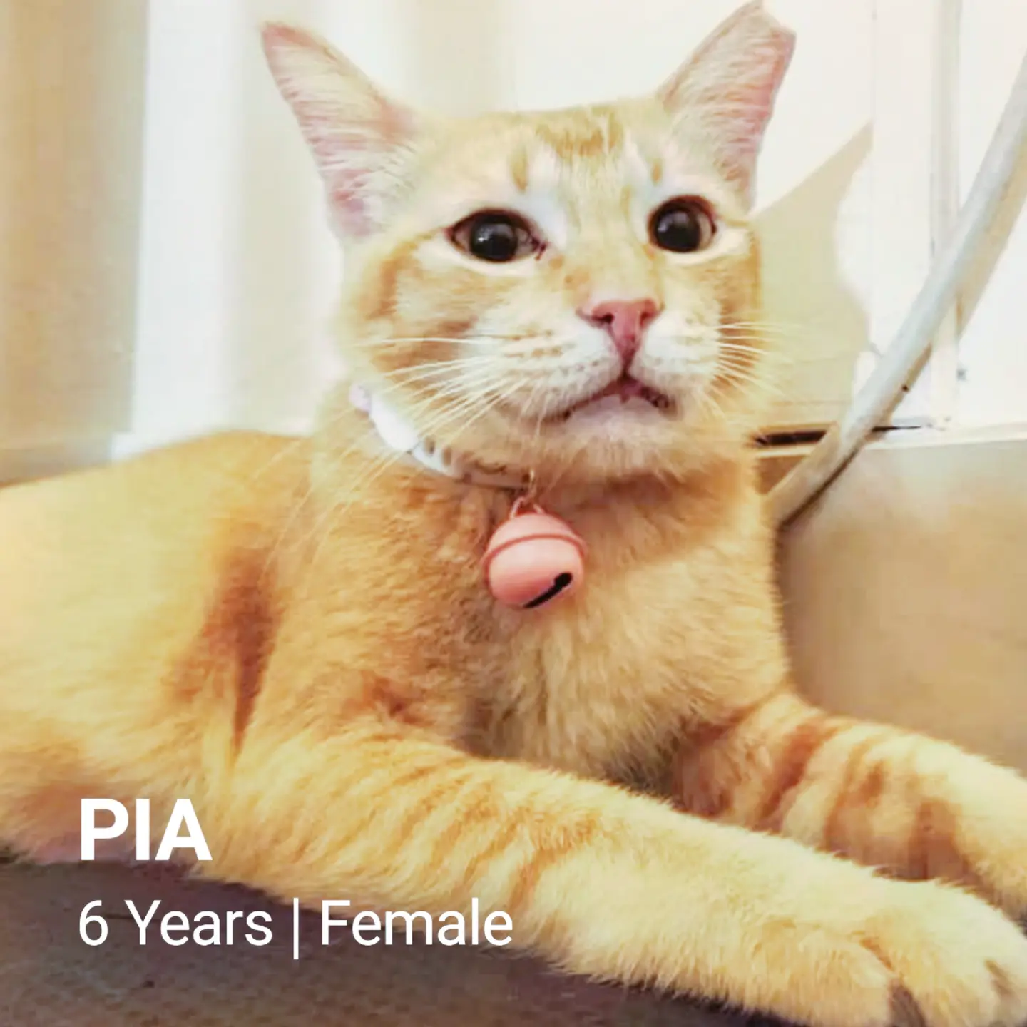 Pia - Domestic Short Hair Cat