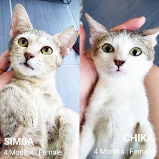 Simba + Chika - Domestic Short Hair Cat