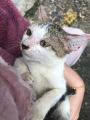 Simba + Chika - Domestic Short Hair Cat