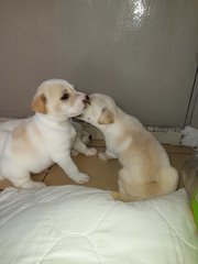 Shades Of White - Labrador Retriever Mix Dog