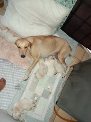 Shades Of White - Labrador Retriever Mix Dog