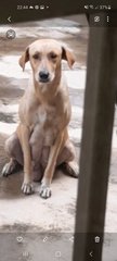 Shades Of White - Labrador Retriever Mix Dog