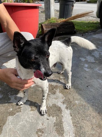 Small Dog Found In Taman Muda - Terrier Mix Dog