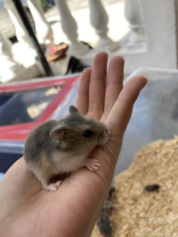 Winter White Dwarf Hamster - Short Dwarf Hamster Hamster