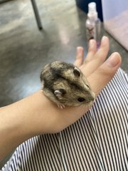 Winter White Dwarf Hamster - Short Dwarf Hamster Hamster