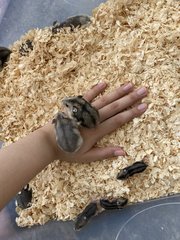 Winter White Dwarf Hamster - Short Dwarf Hamster Hamster