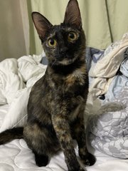 Callie - Domestic Short Hair + Tortoiseshell Cat