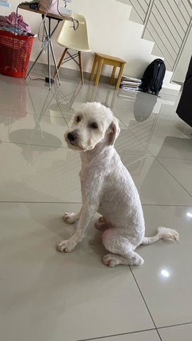 Xiao Bao (小寶） - Poodle Mix Dog