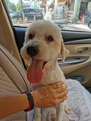 Xiao Bao (小寶） - Poodle Mix Dog