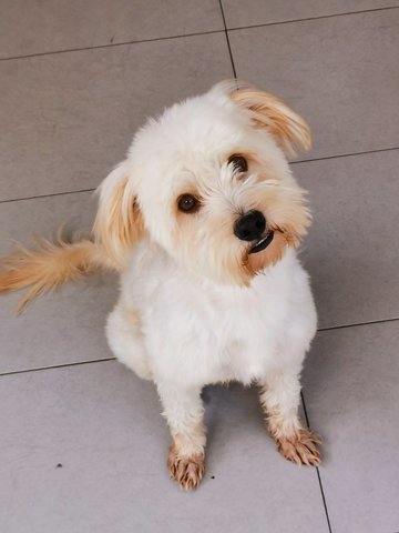 Latte - Havanese + Poodle Dog