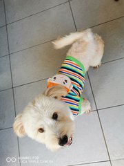 Latte - Havanese + Poodle Dog