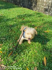 Latte - Havanese + Poodle Dog