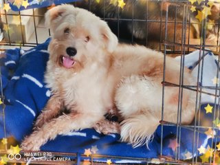 Latte - Havanese + Poodle Dog