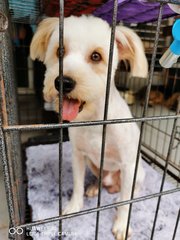 Latte - Havanese + Poodle Dog