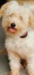 Latte - Havanese + Poodle Dog