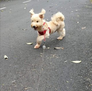 Latte - Havanese + Poodle Dog