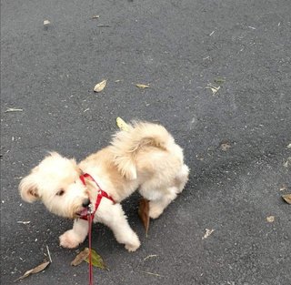 Latte - Havanese + Poodle Dog