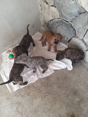 Mixed Brindle Pitbull  Puppies  - Pit Bull Terrier Dog