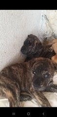 Mixed Brindle Pitbull  Puppies  - Pit Bull Terrier Dog