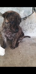 Mixed Brindle Pitbull  Puppies  - Pit Bull Terrier Dog