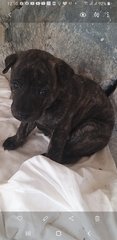 Mixed Brindle Pitbull  Puppies  - Pit Bull Terrier Dog