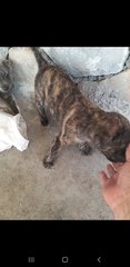 Mixed Brindle Pitbull  Puppies  - Pit Bull Terrier Dog