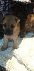 Mixed Brindle Pitbull  Puppies  - Pit Bull Terrier Dog