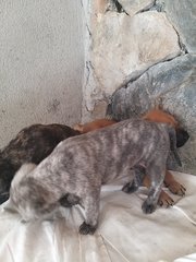 Mixed Brindle Pitbull  Puppies  - Pit Bull Terrier Dog